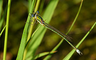 Small Spreadwing (Male, Lestes virens)